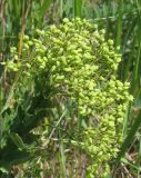 Cardaria draba