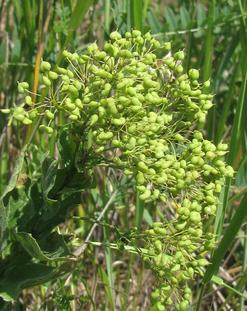 Image of Cardaria draba specimen.