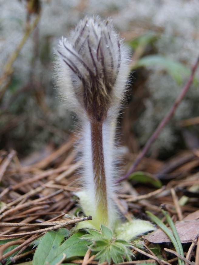 Изображение особи Pulsatilla × intermedia.