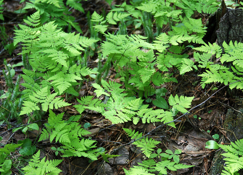 Изображение особи Gymnocarpium dryopteris.