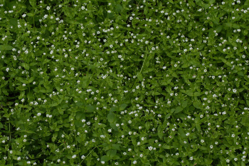 Изображение особи Stellaria neglecta.