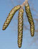 Betula variety jacquemontii