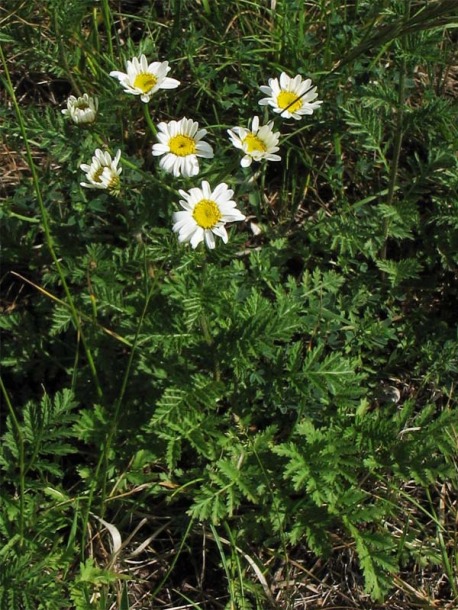 Изображение особи Pyrethrum corymbosum.