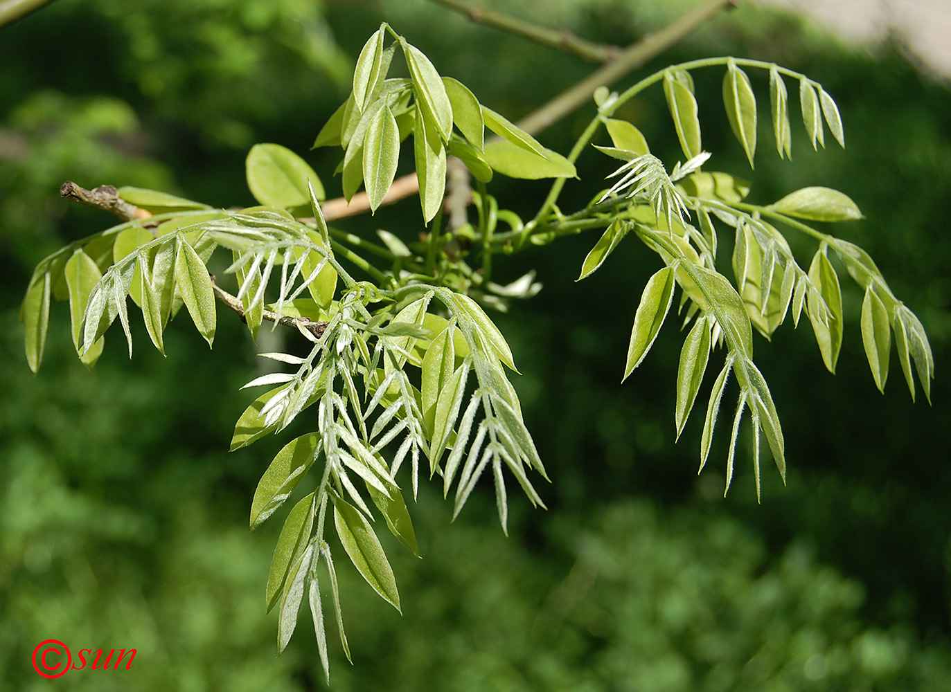 Изображение особи Styphnolobium japonicum.