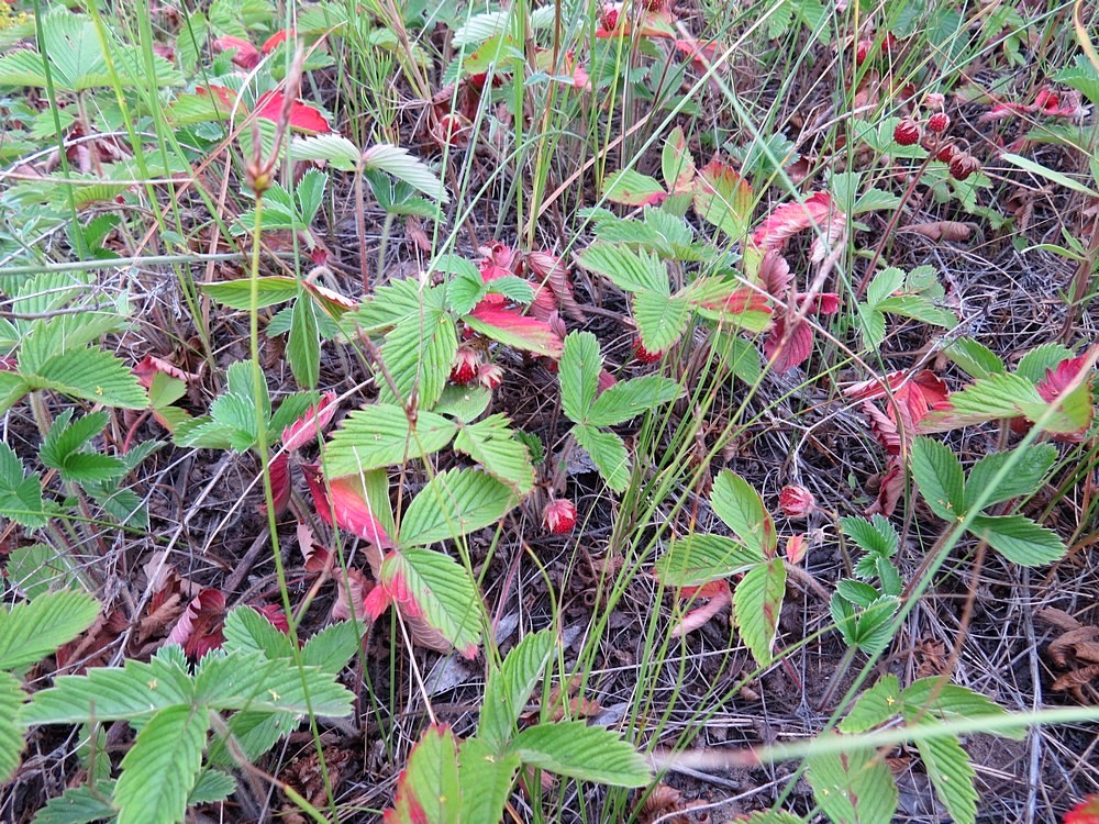 Изображение особи Fragaria viridis.