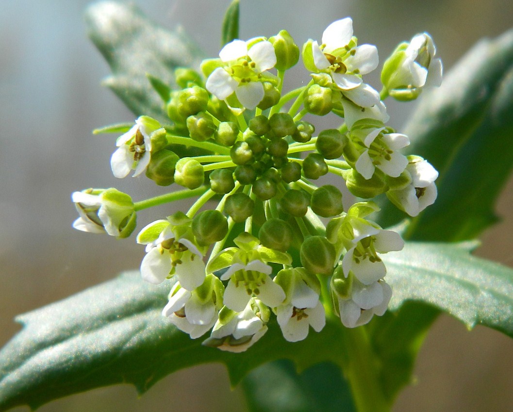 Image of Thlaspi arvense specimen.
