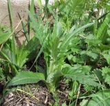 Cirsium heterophyllum