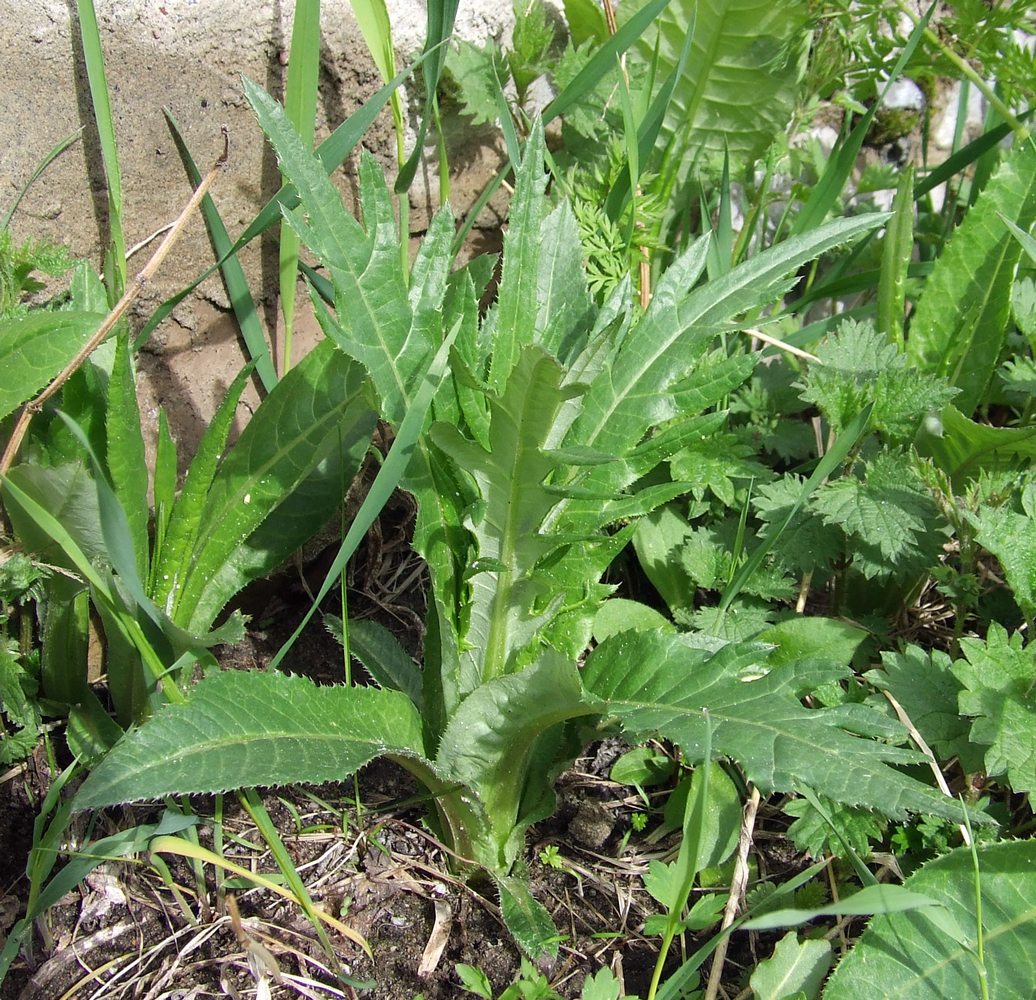 Изображение особи Cirsium heterophyllum.