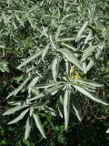 Elaeagnus angustifolia. Верхушки цветущих побегов. Украина, Львовская обл., в посадках вдоль автомобильной дороги. 9 июня 2009 г.