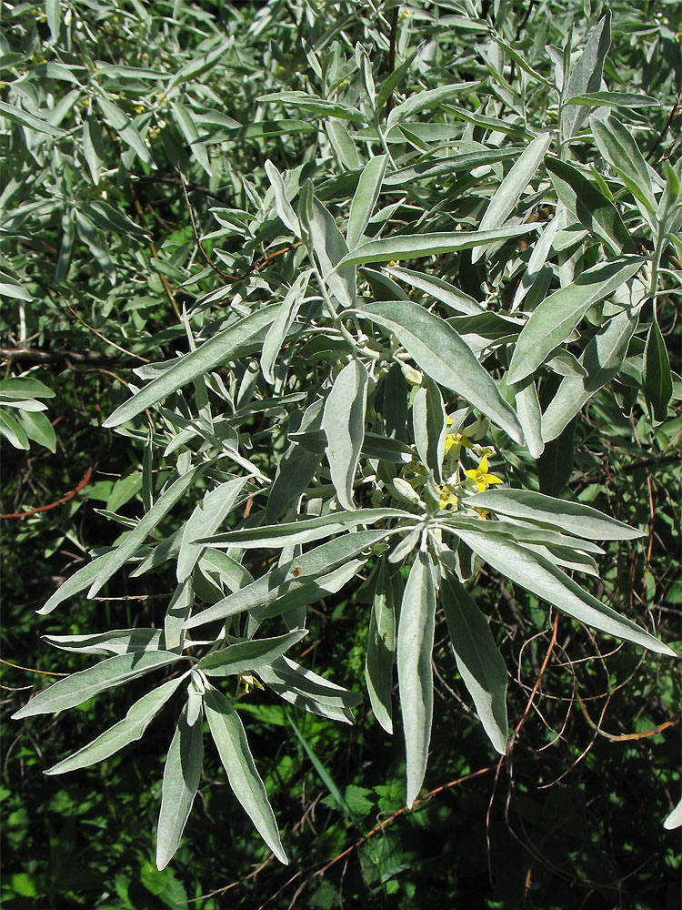 Изображение особи Elaeagnus angustifolia.