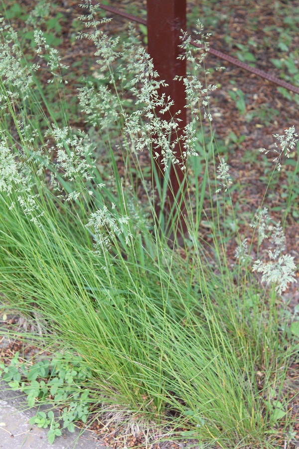 Изображение особи Poa angustifolia.