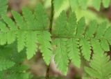 Dryopteris carthusiana. Фрагмент нижней части вайи. Видны самые нижние сегменты первого порядка. Их первые дольки, обращенные к основанию черешка, длиннее противолежащих не более, чем в 2 раза. Ленинградская обл., середина июня.