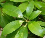 Kalmia latifolia. Листья. Германия, г. Дюссельдорф, Ботанический сад университета. 02.06.2014.