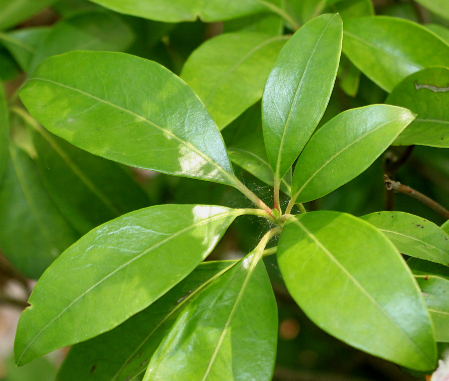 Изображение особи Kalmia latifolia.