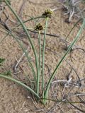 Cyperus capitatus