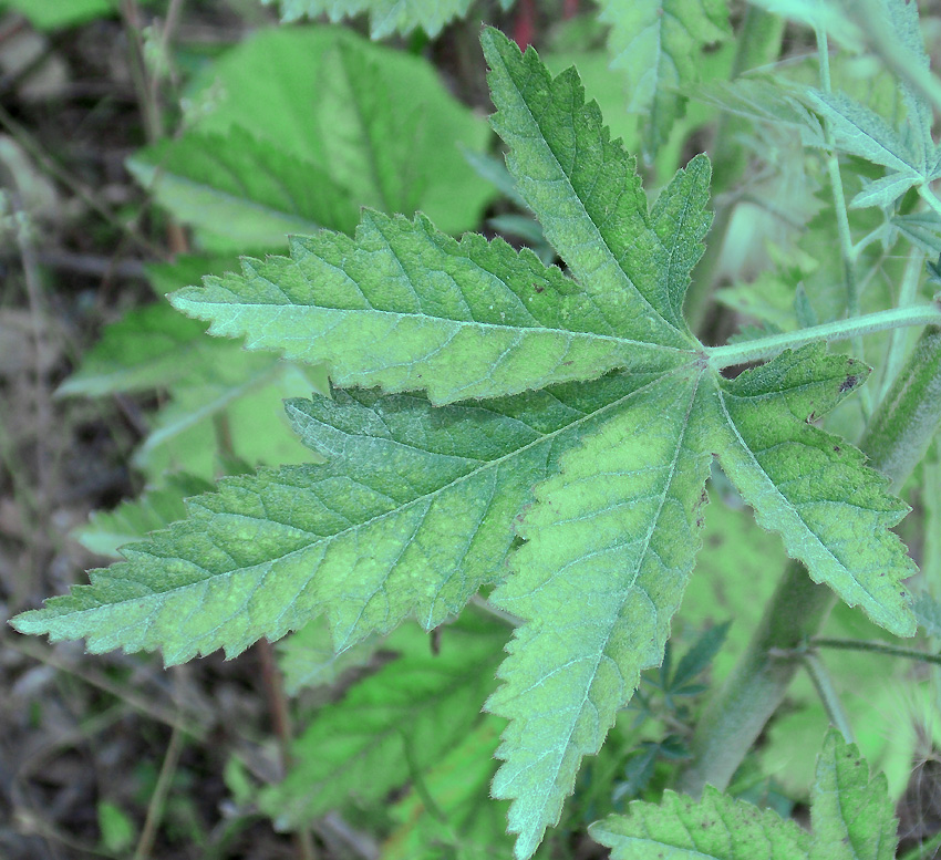 Image of Althaea cannabina specimen.