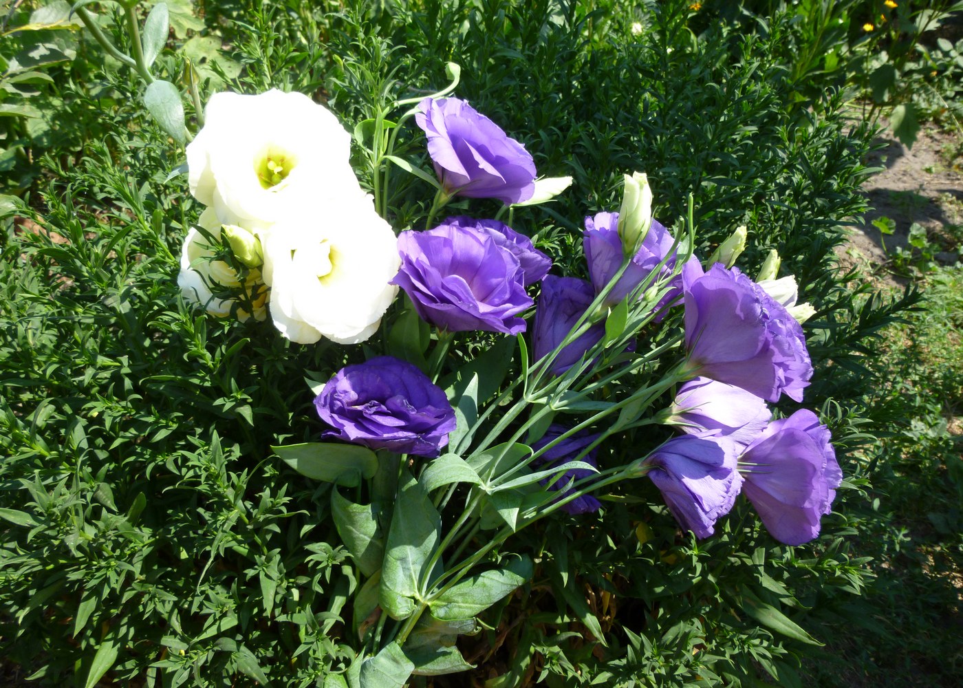 Image of Eustoma grandiflorum specimen.