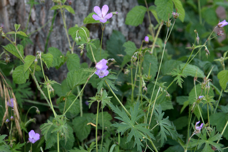 Изображение особи Geranium collinum.