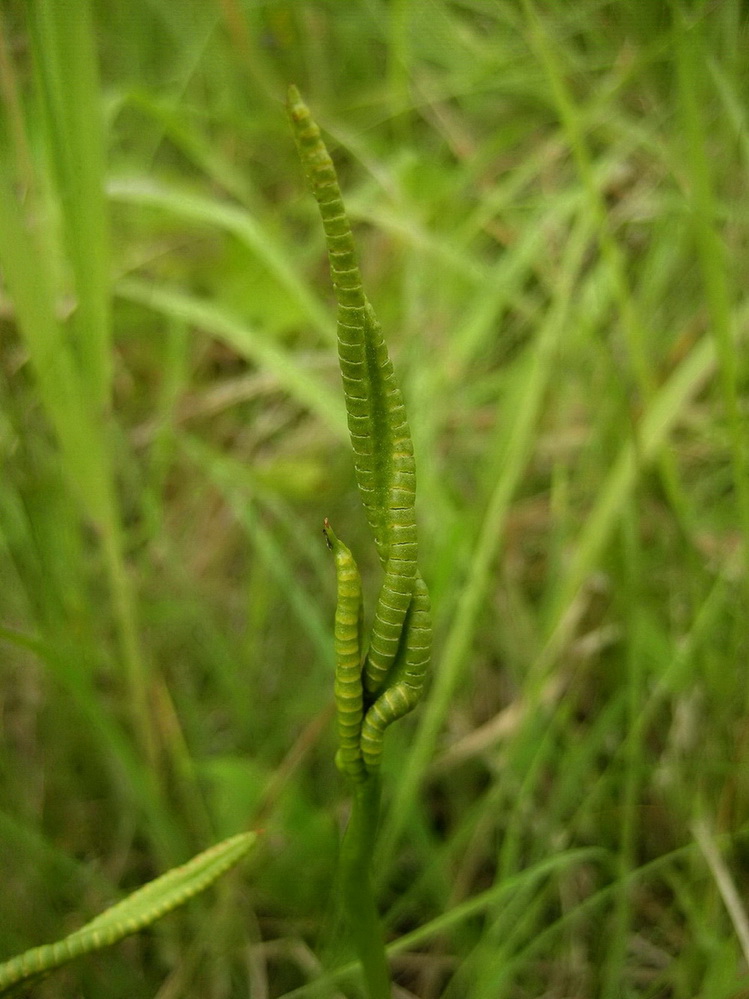 Изображение особи Ophioglossum vulgatum.