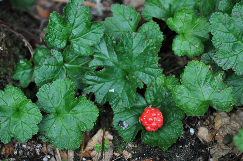 Image of Rubus chamaemorus specimen.