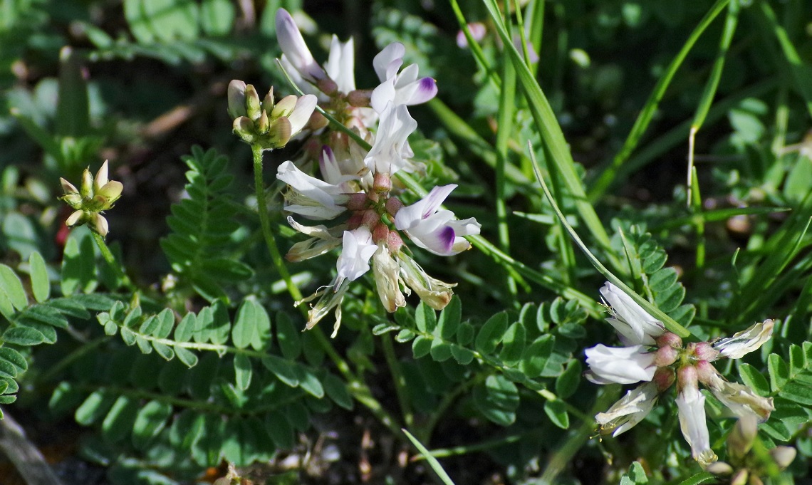 Изображение особи Astragalus alpinus.