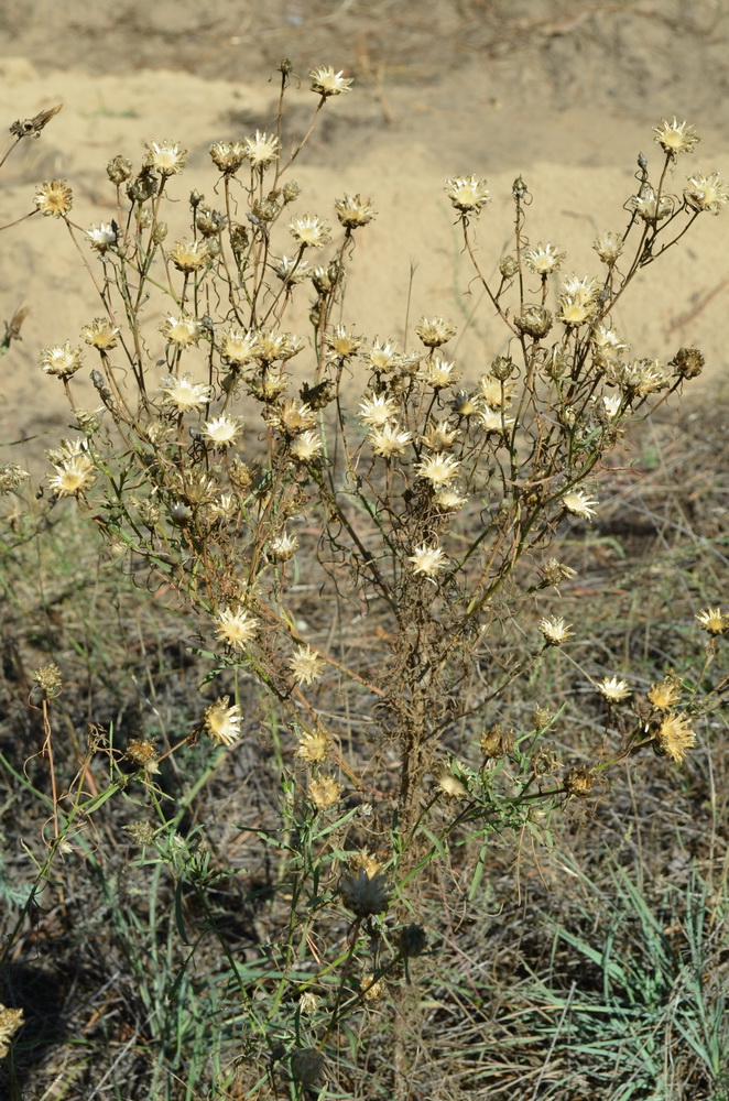 Image of Centaurea konkae specimen.