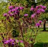 Vernonia noveboracensis