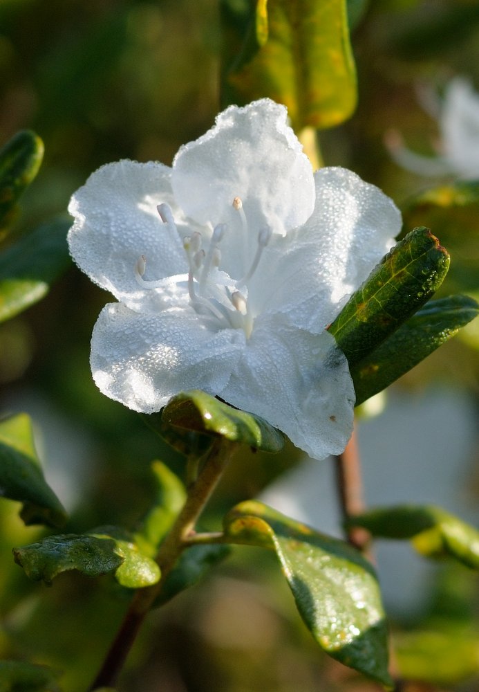 Image of Rhododendron sichotense specimen.