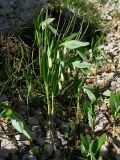 Polygonatum odoratum. Цветущее растение. Крым, Зап. склон яйлы Чатырдаг. 23 мая 2009 г.