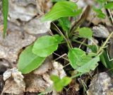 Pyrola minor