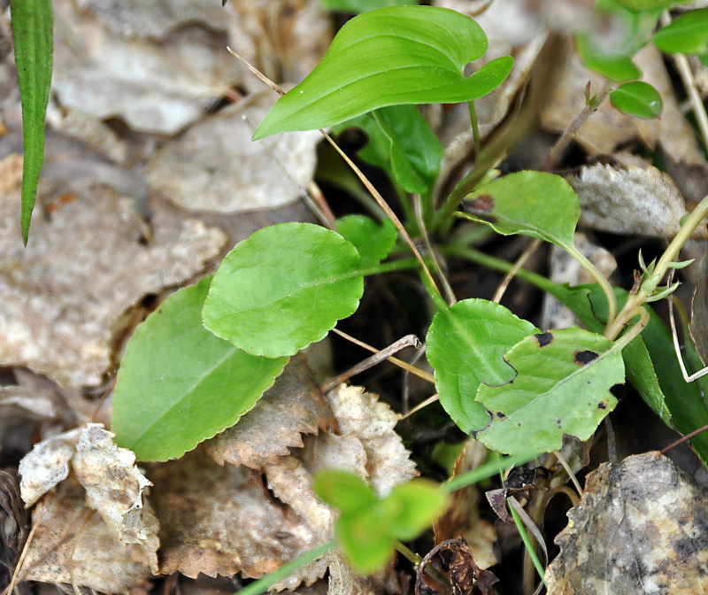 Image of Pyrola minor specimen.