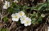 Potentilla alba