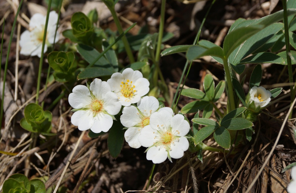 Изображение особи Potentilla alba.