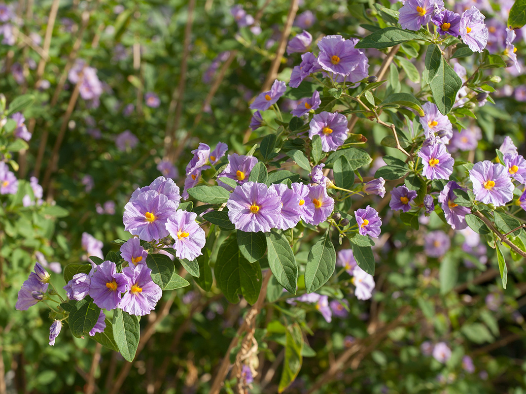 Изображение особи Lycianthes rantonnetii.