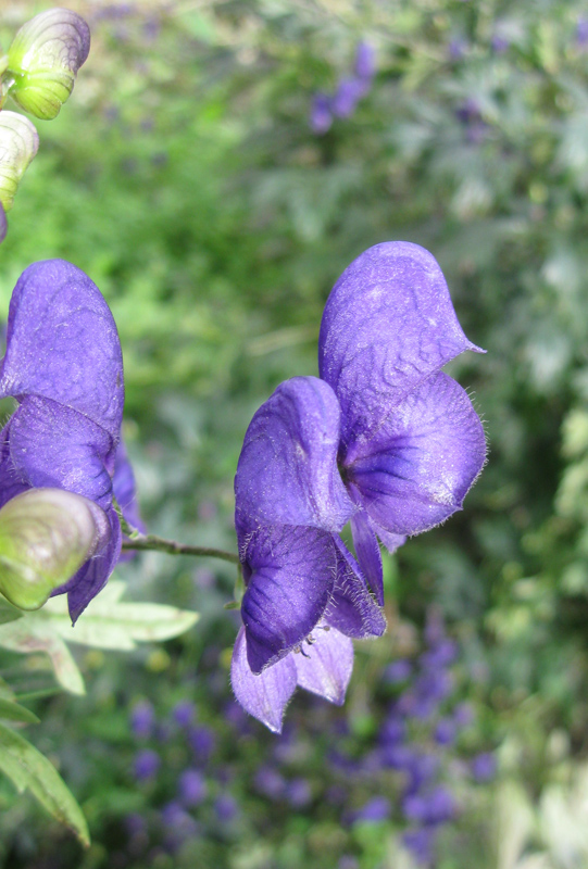 Image of Aconitum × stoerkianum specimen.