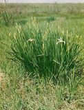 Iris pseudonotha