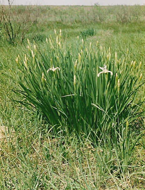 Изображение особи Iris pseudonotha.