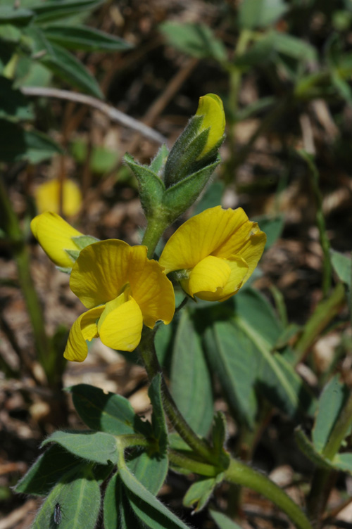 Изображение особи Thermopsis alpina.