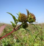 Bidens tripartita