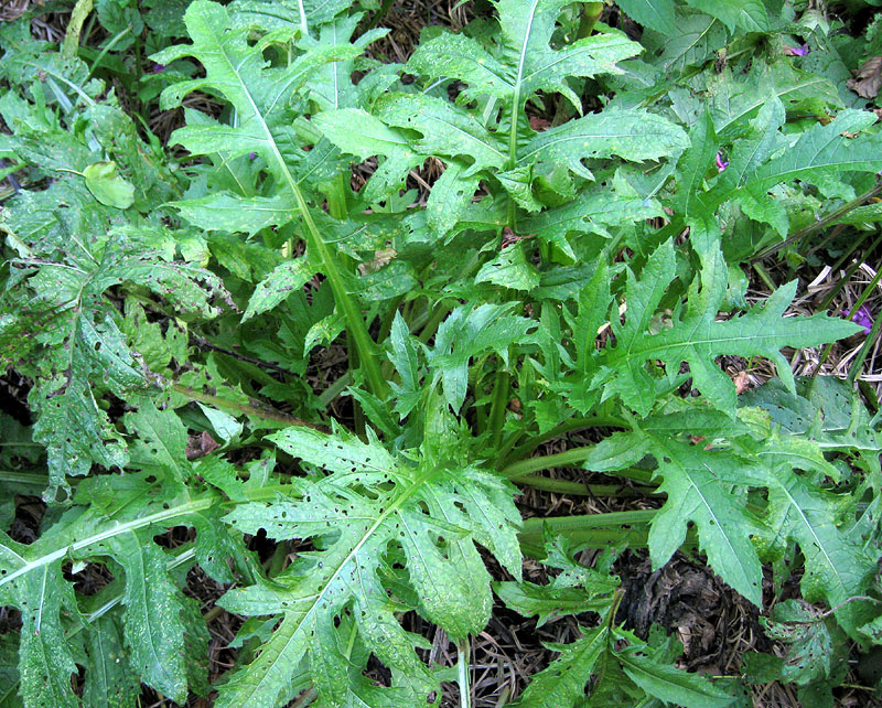 Image of Cirsium oleraceum specimen.