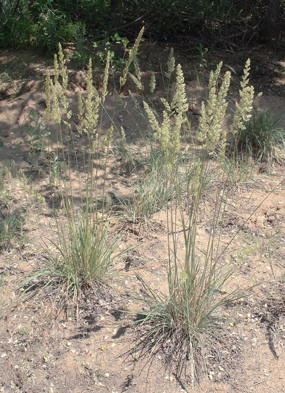 Image of Koeleria macrantha specimen.