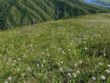Allium nutans. Цветущие растения на остепнённой сопке. Восточный Казахстан, берег Усть-Каменогорского водохранилища. 15.08.2009.