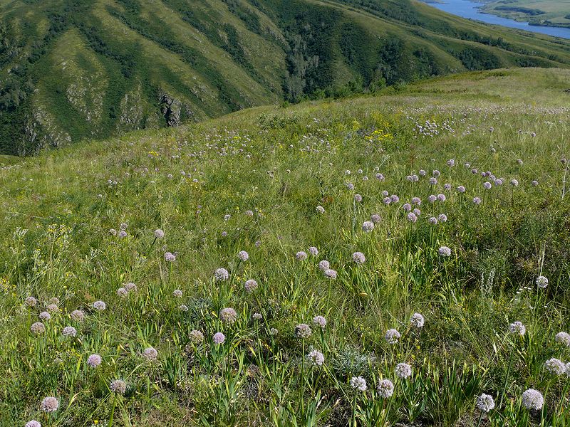 Изображение особи Allium nutans.