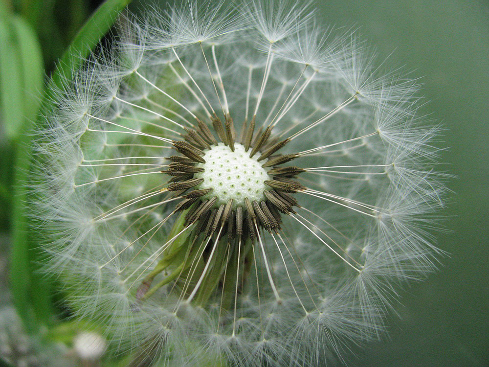 Изображение особи Taraxacum officinale.