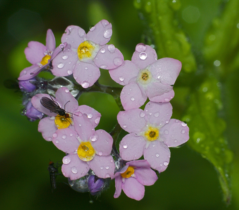Image of Myosotis sylvatica specimen.