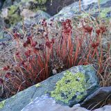 Rhodiola quadrifida