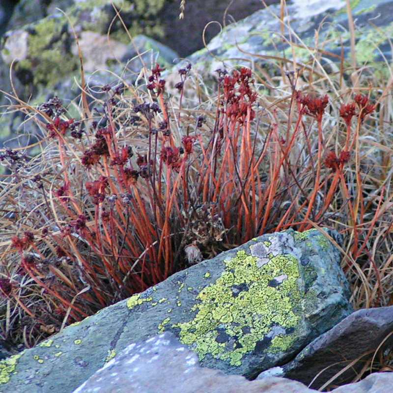 Image of Rhodiola quadrifida specimen.