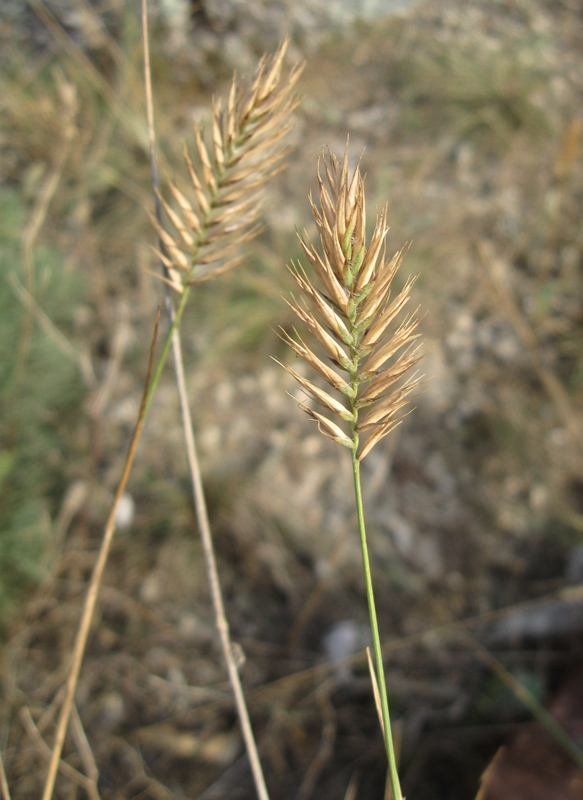 Изображение особи Agropyron pectinatum.