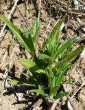 Cirsium setosum