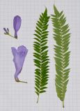 Jacaranda mimosifolia
